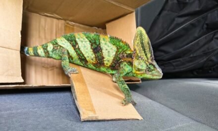 Aseguran camaleón localizado en la vía pública