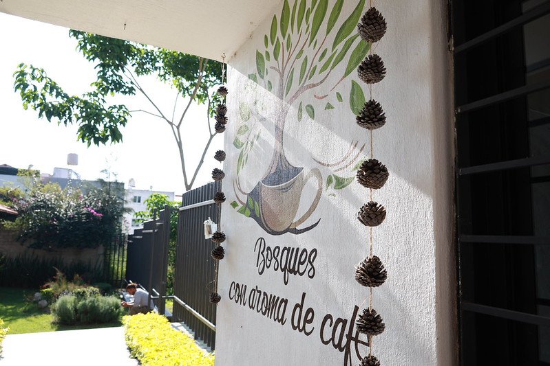 Invitan a recorrido para conocer hongos silvestres en Colomos III