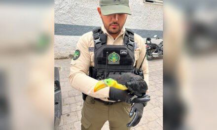 Guardabosques rescatan un tucán en calles de Guadalajara