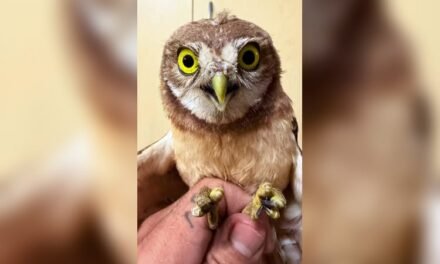 Rescatan a un tecolote llanero; presenta daños