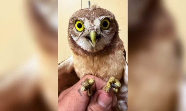 Rescatan a un tecolote llanero; presenta daños