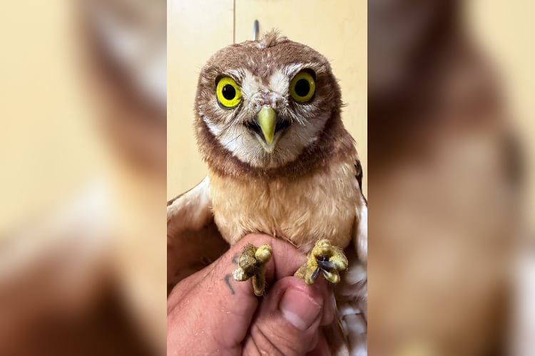 Rescatan a un tecolote llanero; presenta daños