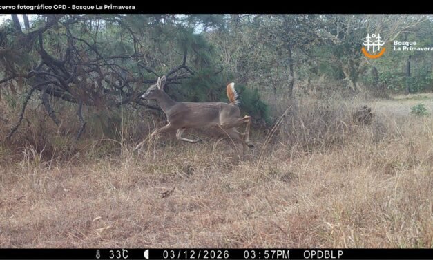 MONITOREO EN LA PRIMAVERA CONFIRMA RIQUEZA BIOLÓGICA Y REFUERZA ACCIONES DE CONSERVACIÓN