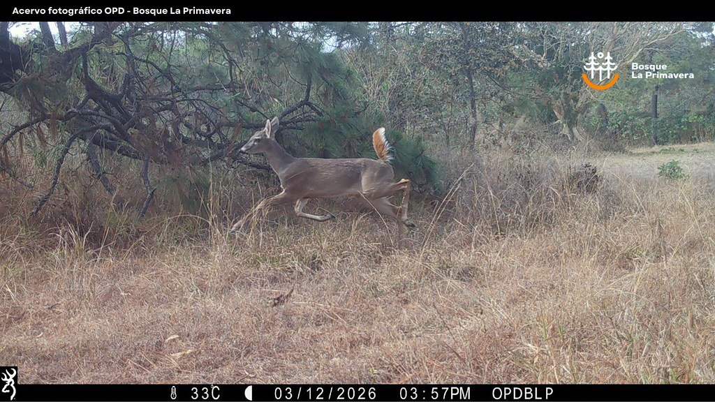 MONITOREO EN LA PRIMAVERA CONFIRMA RIQUEZA BIOLÓGICA Y REFUERZA ACCIONES DE CONSERVACIÓN