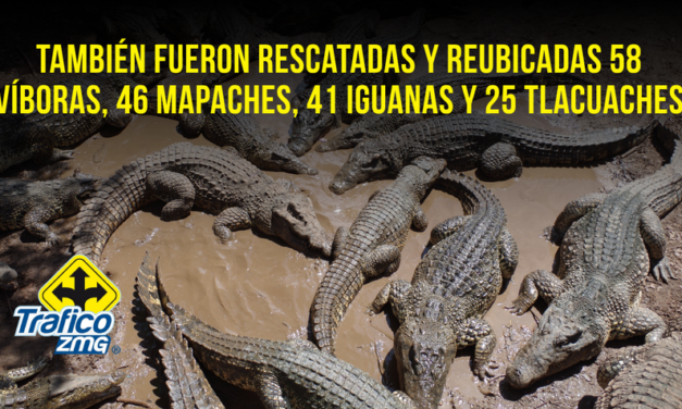 Reubican a 21 cocodrilos tras aumentar avistamientos en Puerto Vallarta