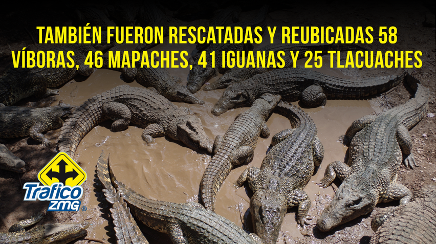 Reubican a 21 cocodrilos tras aumentar avistamientos en Puerto Vallarta