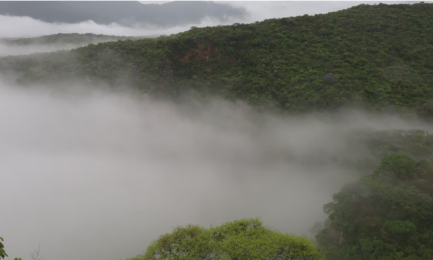 Jalisco fortalece restauración forestal; reportan aumento del 16% en sobrevivencia de árboles