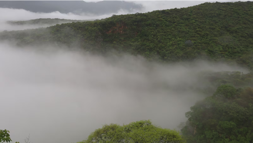 Jalisco fortalece restauración forestal; reportan aumento del 16% en sobrevivencia de árboles