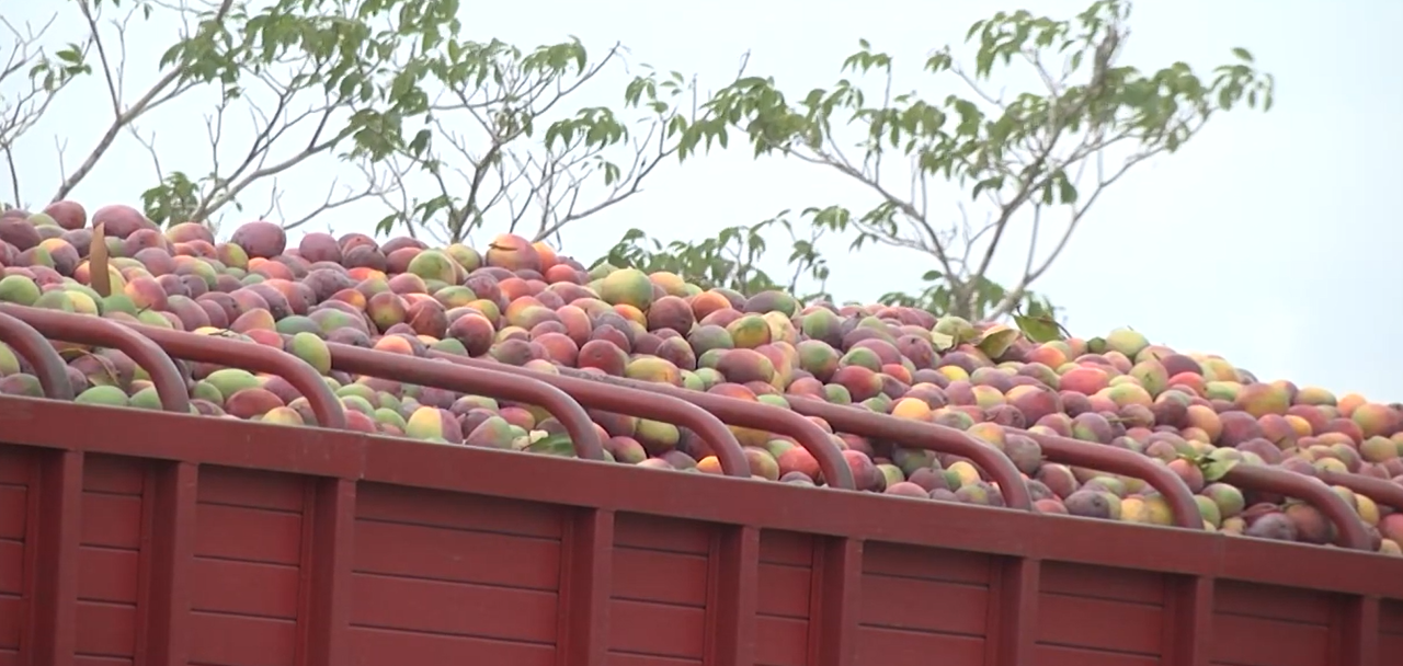 Cambio climático reduce 25% la producción de mango; exportadores piden certidumbre por T-MEC