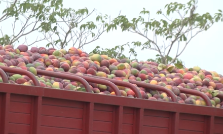 Cambio climático reduce 25% la producción de mango; exportadores piden certidumbre por T-MEC