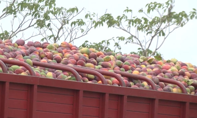 Cambio climático reduce 25% la producción de mango; exportadores piden certidumbre por T-MEC