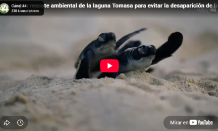 Urgen rescate ambiental de la laguna Tomasa para evitar la desaparición de la tortuga casquito