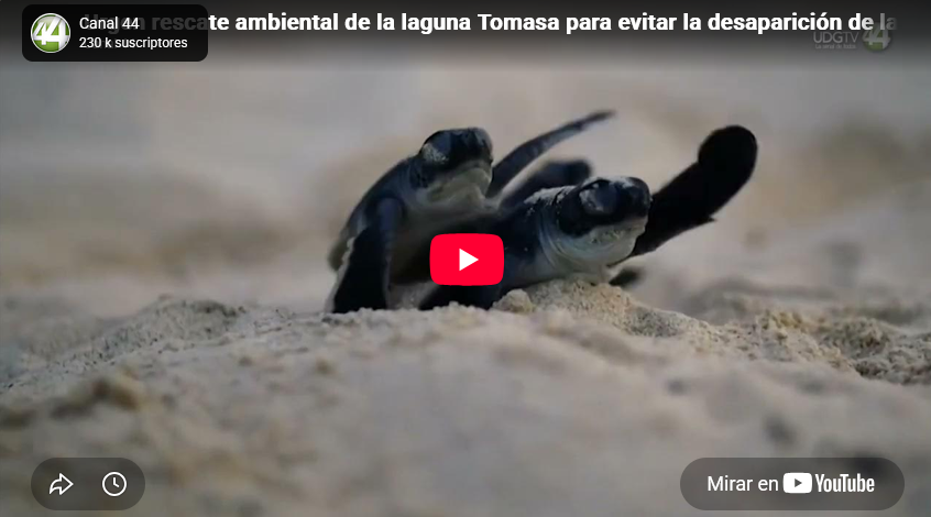 Urgen rescate ambiental de la laguna Tomasa para evitar la desaparición de la tortuga casquito