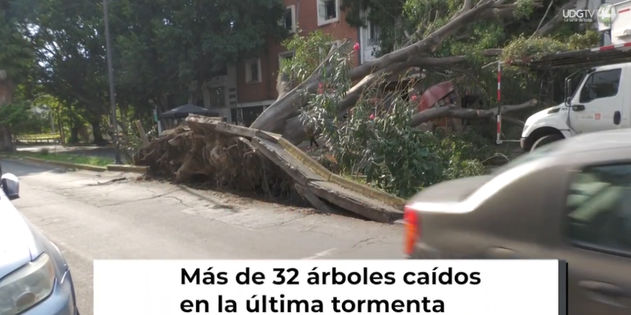 Crónica del día | ¿Por qué perdemos árboles en cada lluvia?