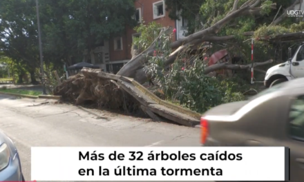 Crónica del día | ¿Por qué perdemos árboles en cada lluvia?