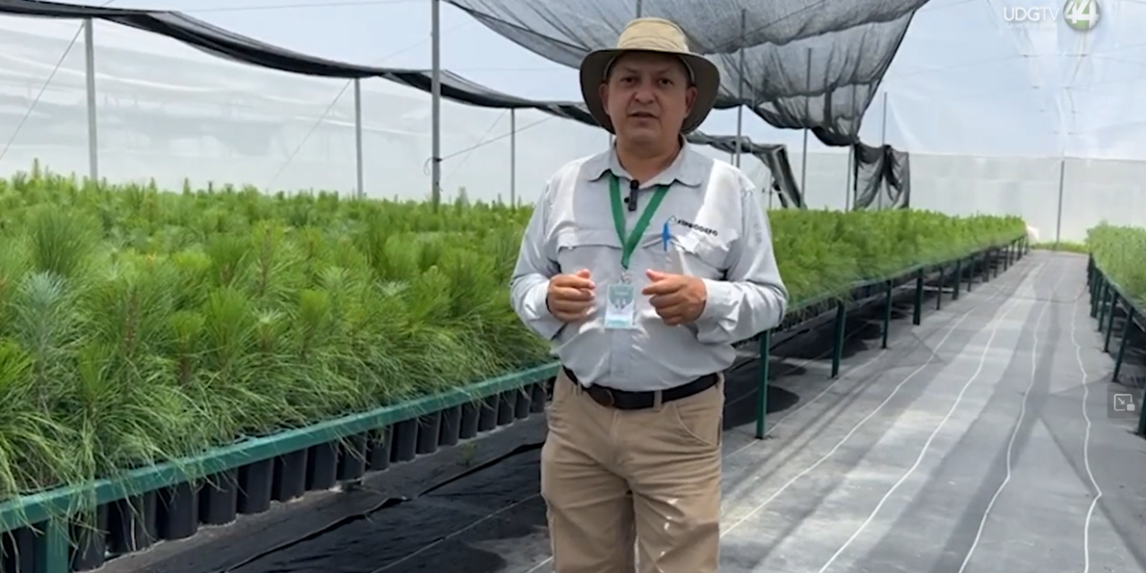 Vivero de FIPRODEFO en Zapotlán producirá 60 mil árboles para reforestar bosques de Jalisco