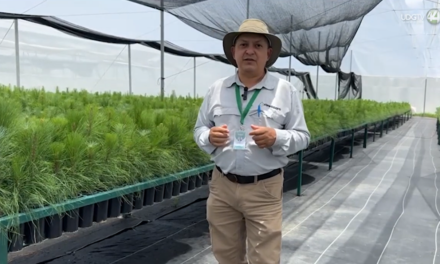 Vivero de FIPRODEFO en Zapotlán producirá 60 mil árboles para reforestar bosques de Jalisco