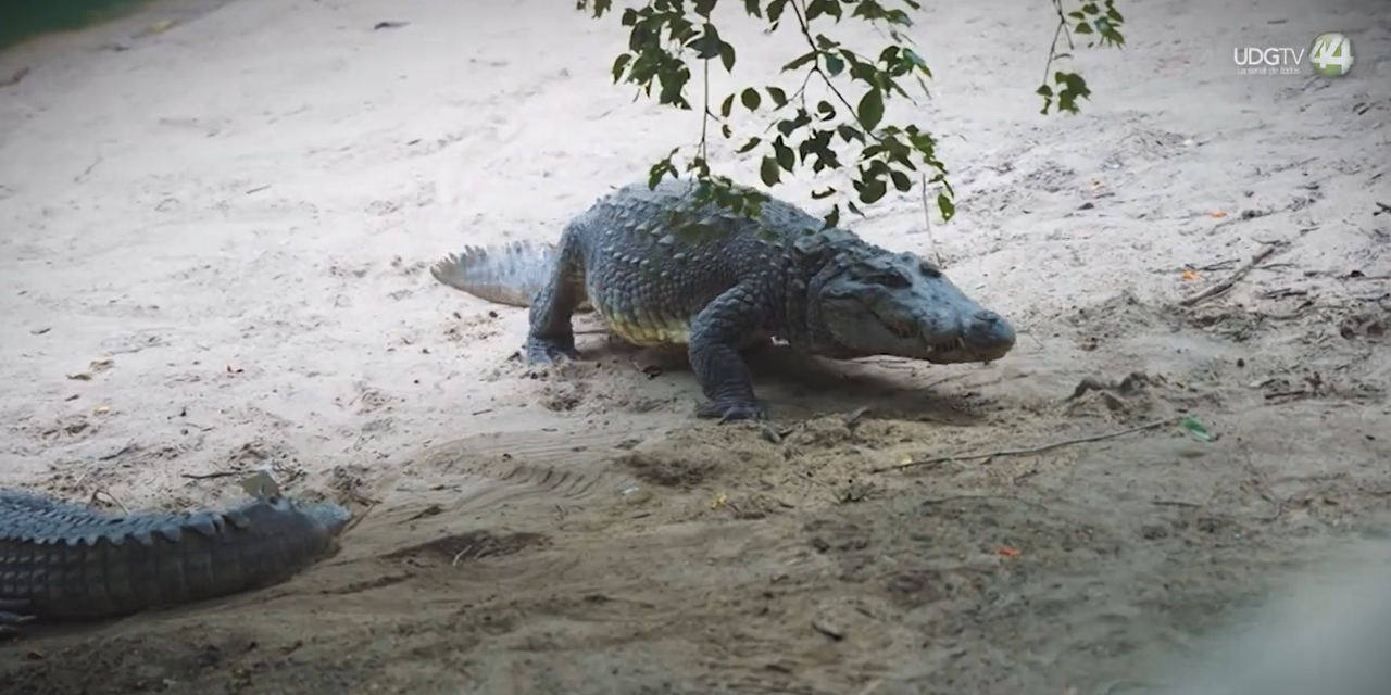 Piden a hoteles extremar precauciones por cocodrilos en playas de Vallarta