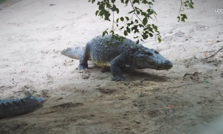 Piden a hoteles extremar precauciones por cocodrilos en playas de Vallarta