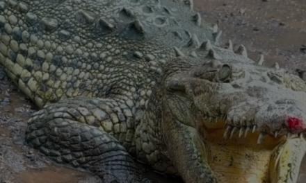 RESGUARDA UNIDAD DE FAUNA SILVESTRE TLAJOMULCO COCODRILO CAPTURADO EN MAGDALENA