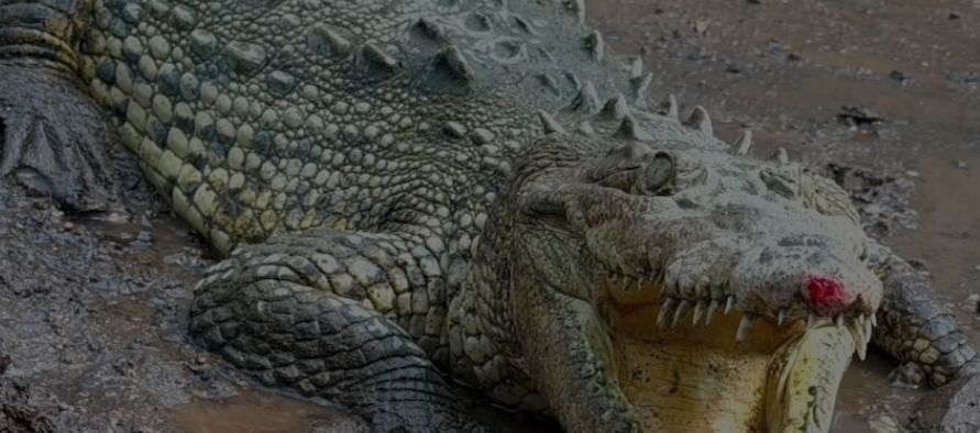 RESGUARDA UNIDAD DE FAUNA SILVESTRE TLAJOMULCO COCODRILO CAPTURADO EN MAGDALENA