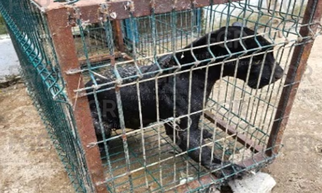 Aseguran mini-zoológico mediante cateo en Zapopan