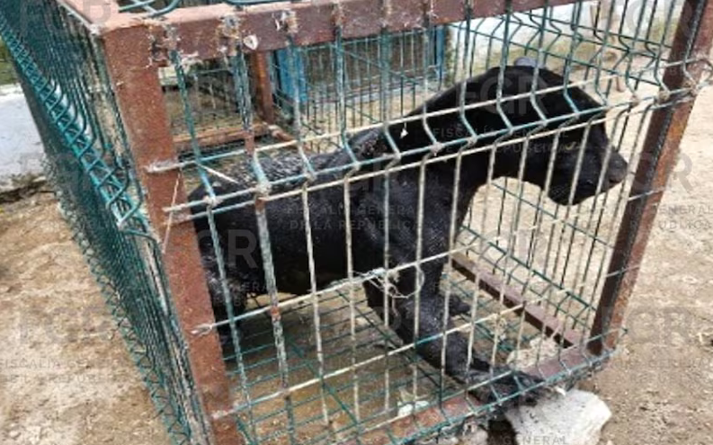 Aseguran mini-zoológico mediante cateo en Zapopan