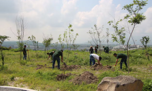 Avanza reforestación del Bosque Urbano de Tlajomulco; plantan 200 árboles