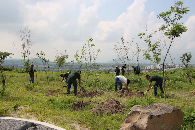 Avanza reforestación del Bosque Urbano de Tlajomulco; plantan 200 árboles