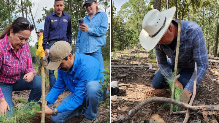 Sierra de Quila inicia reforestación 2026 con la meta de más de 5 mil plantas