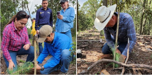 Sierra de Quila inicia reforestación 2026 con la meta de más de 5 mil plantas