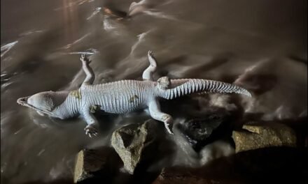 Hallan 6 cocodrilos muertos en Puerto Vallarta y Bahía de Banderas; autoridades investigan las causas