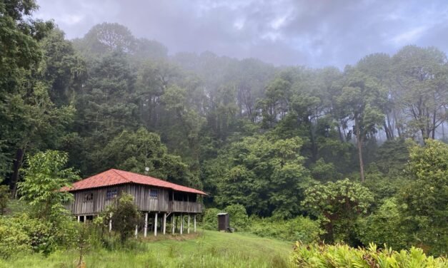 Sierra de Manantlán: un laboratorio natural para entender el futuro de los bosques