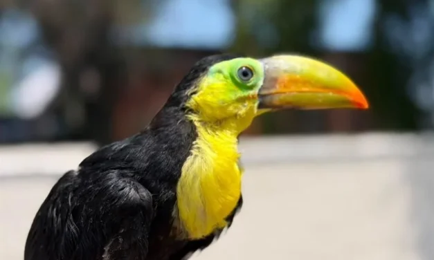 Resguardan en Tlajomulco tucán rescatado en Guadalajara