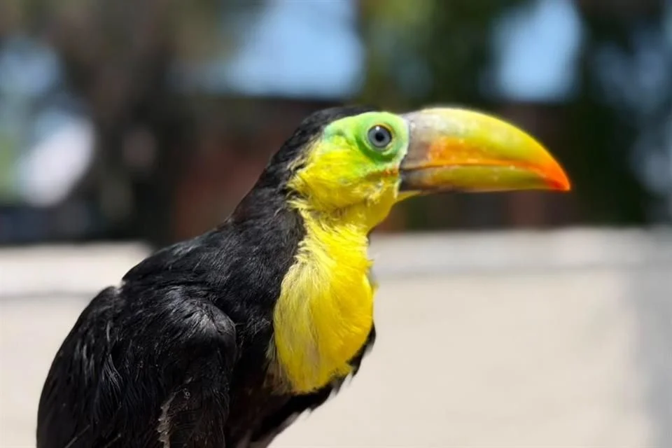 Resguardan en Tlajomulco tucán rescatado en Guadalajara