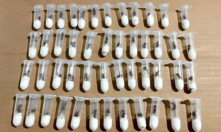 Frenan envío de hormigas a Laos valuadas en más de $83 mil