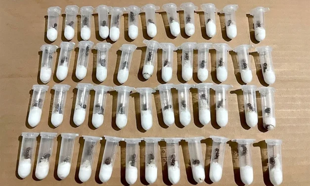 Frenan envío de hormigas a Laos valuadas en más de $83 mil