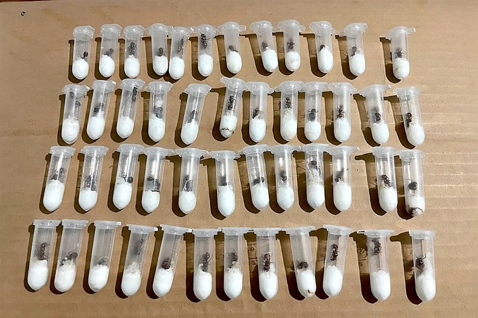 Frenan envío de hormigas a Laos valuadas en más de $83 mil
