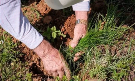 Reforestarán con 40 mil plantas a Meseta de Tapalpa
