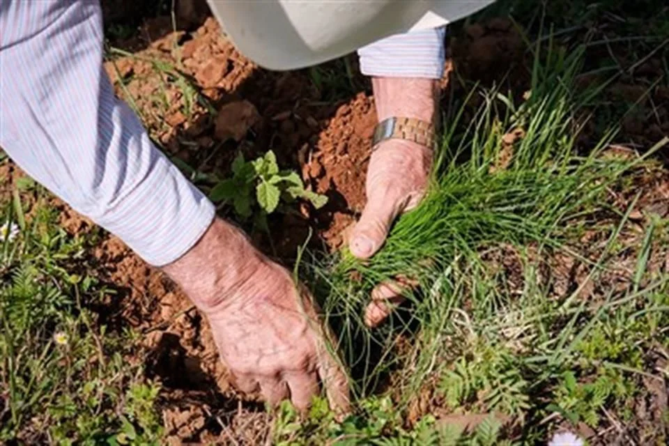 Reforestarán con 40 mil plantas a Meseta de Tapalpa