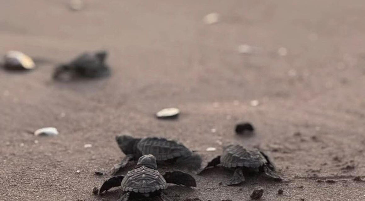 Campamento de Vallarta libera más de 30 mil crías de tortuga en 2025