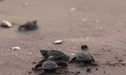 Campamento de Vallarta libera más de 30 mil crías de tortuga en 2025