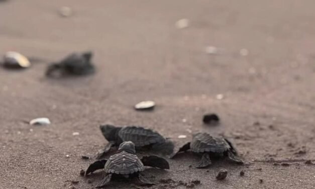 Campamento de Vallarta libera más de 30 mil crías de tortuga en 2025