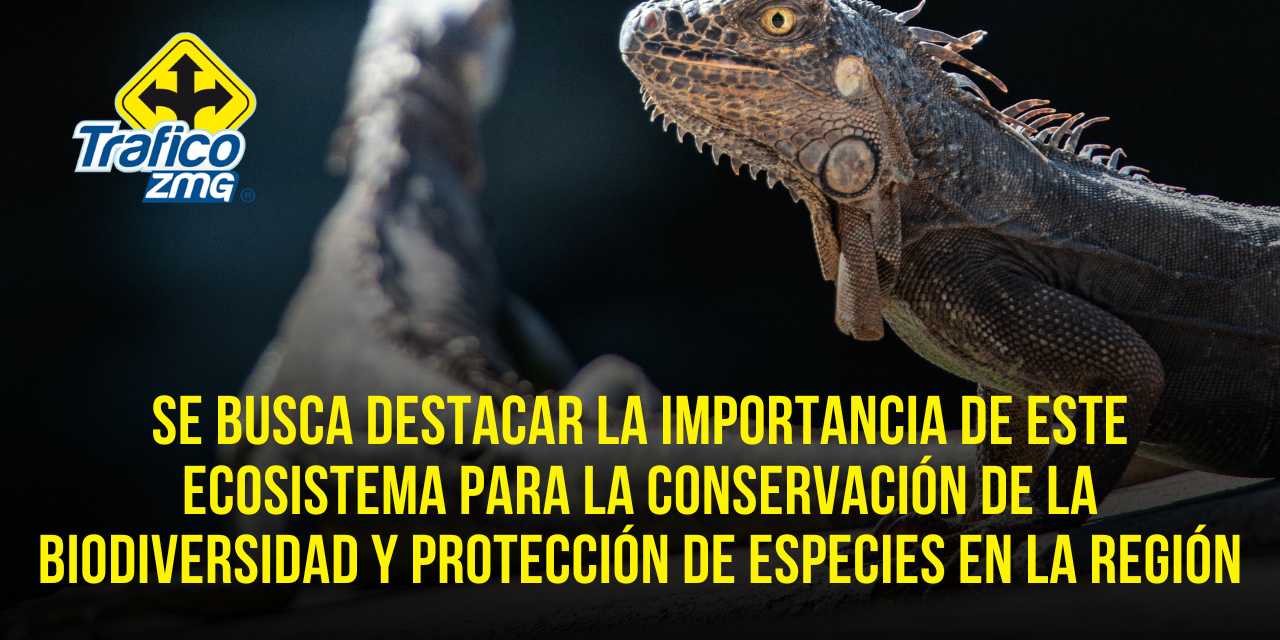Estero El Salado celebrará 26 años con liberación de crías de iguana