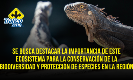 Estero El Salado celebrará 26 años con liberación de crías de iguana
