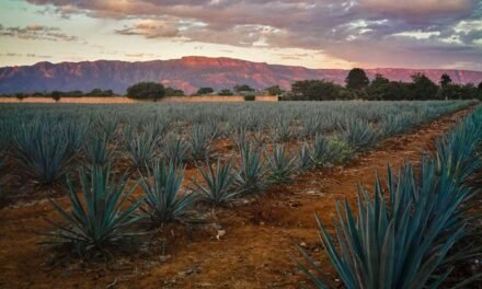 Difusión y protección ambiental, los retos del Patrimonio Mundial del Paisaje Agavero