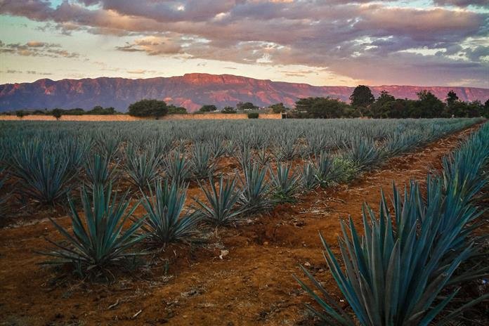 Difusión y protección ambiental, los retos del Patrimonio Mundial del Paisaje Agavero