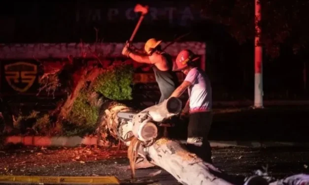 Suman 617 árboles caídos en Guadalajara en lo que va del temporal
