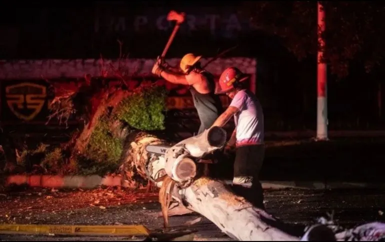Suman 617 árboles caídos en Guadalajara en lo que va del temporal