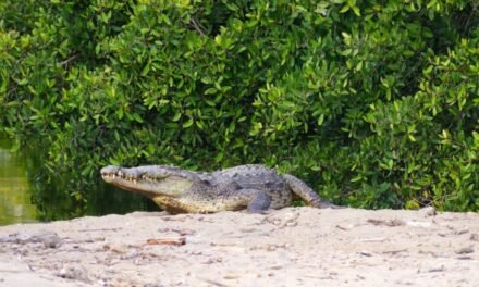 Agredir o alimentar cocodrilos en Puerto Vallarta y Bahía de Banderas es delito federal; Profepa lanza advertencia